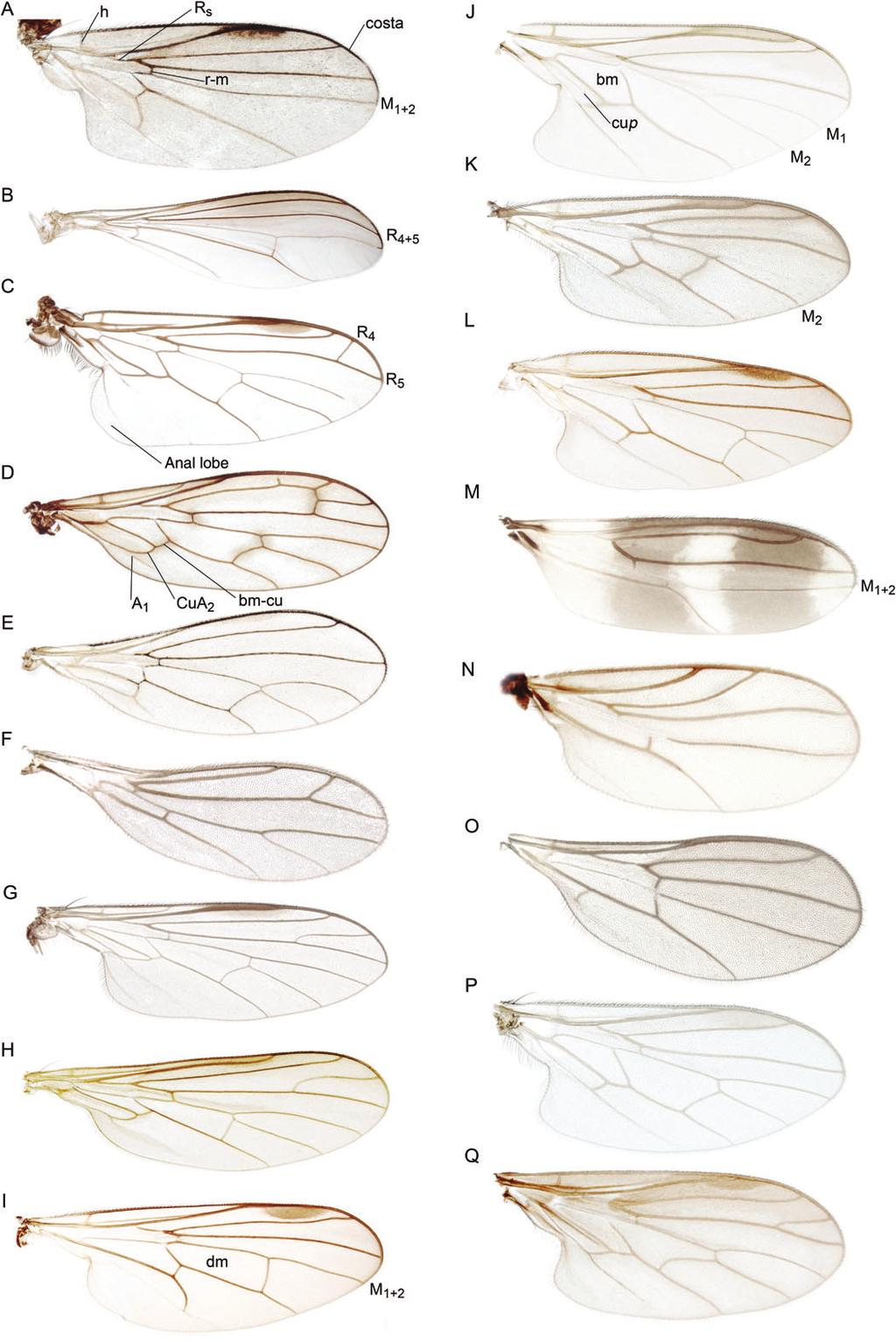 The phylogeny of Empidoidea 11 Fig. 6. Photographs of right wing.