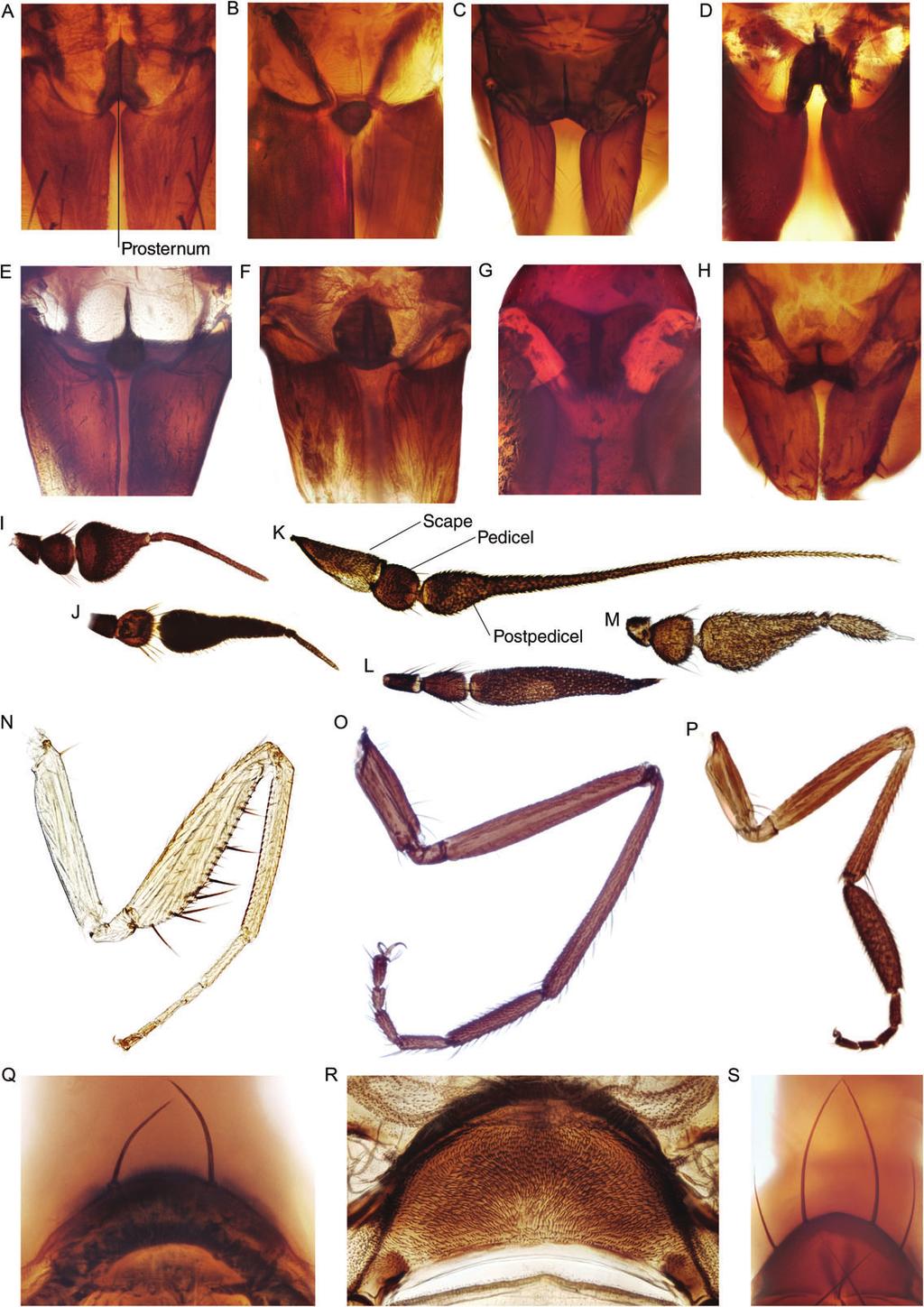 12 E. Wahlberg and K. A. Johanson Fig. 7. Detailed photos of prosternum, antenna, foreleg and scutellum.