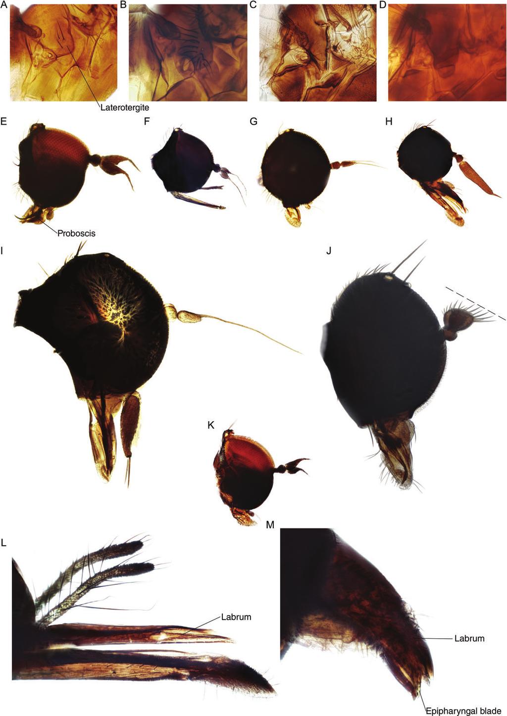 The phylogeny of Empidoidea 13 Fig. 8. Details of laterotergite, head and proboscis. (A D) laterotergite in lateral view, Chelipoda vocatoria (A), Empis vitripennis (B),Hemerodromia sp.