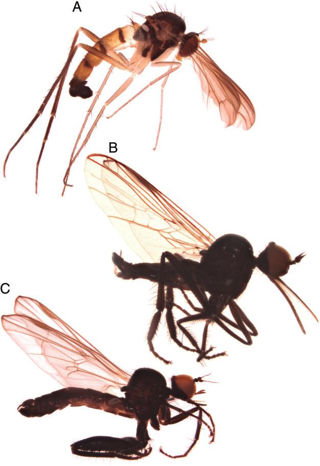 The phylogeny of Empidoidea 9 Chelipodini Hendel stat. rev. Chelipodini Hendel, 1936: 1929. Type genus Chelipoda Macquart. Diagnosis.
