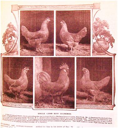 Left: Picture from RPJ March 1909, page 21. At the two annual winter shows preceding the one just held in Madison Square Garden, New York, Mr. J.