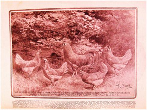 Everyone interested in these charming Buff egg machines, will value Mr. Punderford s new mating list in which he describes his favorites. F.L.Sewell. Left: Picture from RPJ Feb. 1912, page 1649.