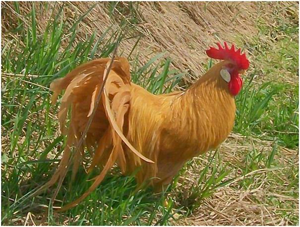 Buff Coloring on Leghorns Like Leghorn type, buff color breeding is improved by small degrees, progressing and refining slowly and gradually over many years.