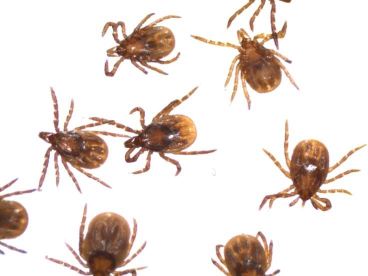 Overview of presentation Ticks Introduction to the British tick fauna Focus on Ixodes ricinus the sheep/deer tick Tick surveillance at a national scale Tick mapping at a landscape scale national