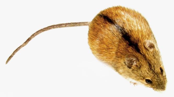 Role of small mammals at I.