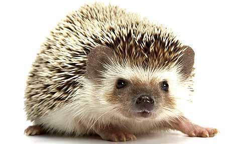 Role of other animals - Hedgehog (Erinaceous europaeus) - Highly infested with ticks: Ireland study - >400L, 60N on 1 adult - Also infested with I. hexagonus: - In Switzerland means 50L, 11N, 2.5 F I.
