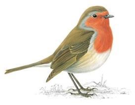Role of woodland birds - Ground feeding passerines are very important in Bb transmission - Most important species (83% infested) are (Czech studies): - Robin (Erithacus rubecula) - Blackbird (Turdus