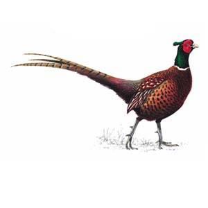 223 Pheasant Role of pheasant - ~20 million pheasant (Phasianus colchicus) released in UK each year - Densities in Dorset/Wiltshire studies: 500-1200 birds/km 2 - Feed large numbers of nymphs: -