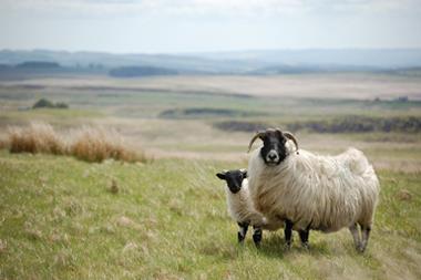 Role of livestock - Sheep - Upland sheep feed 80% of all larvae, >95% all N and A - No systemic infection in sheep - Studies in Scotland confirm co-feeding transmission - Cattle 225 Livestock - N:A