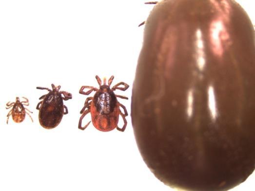 Hard ticks (Ixodid ticks) Live outdoors, some are nidiculous (i.e. nest-dwelling); arduous lifestyle, require a chance meeting with animals.