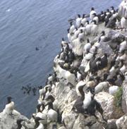 uriae Cliff colony birds 4
