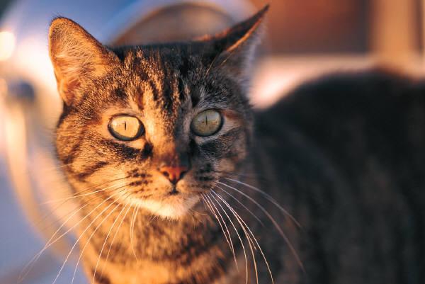 The "gold standard" treatment for hyperthyroidism in cats is radioactive iodine therapy. This treatment is also commonly used for people with hyperthyroidism.