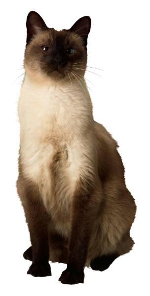 Page 5 of 7 Siamese cats were first brought to the West from Thailand in what year?