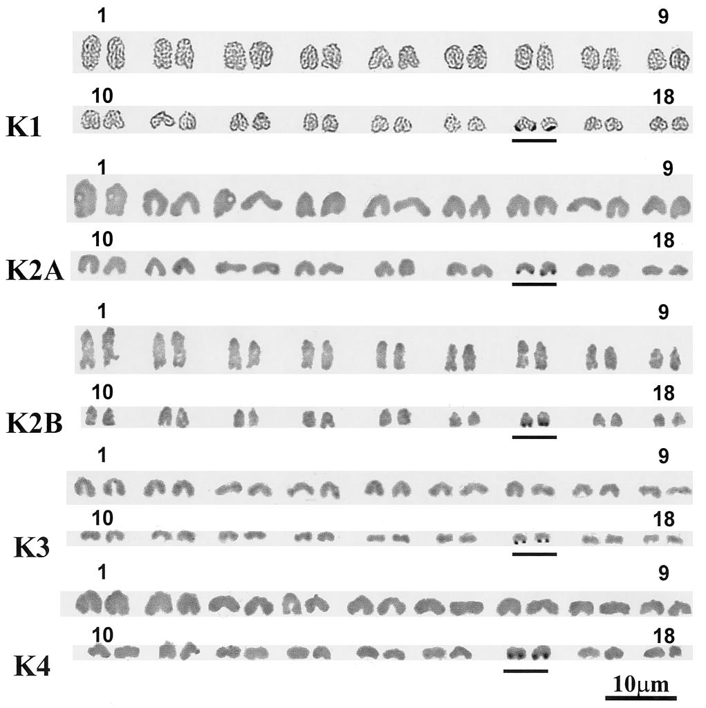 Fig. 2. Ag-NOR banded karyotypes of males of L. (Z.) i ipara from different origins. The pair of chromosomes carrying the nucleolar organizer region (NOR) is underlined.