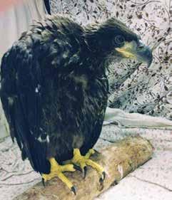While horseback riding, a friend had found what they believed to be a young Bald Eagle on the ground.