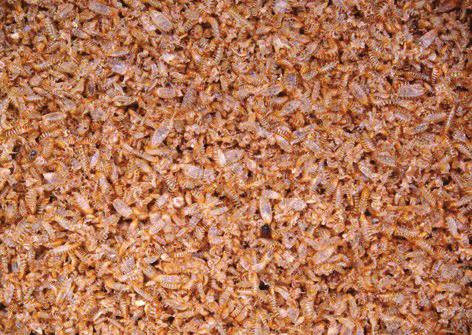 and remains of grains); (D) larval exuviae (cast skins) contaminating stored product (Paweł Olejarski, Instytut