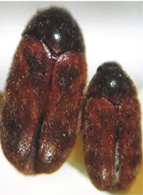 of female (left) and male (right); (C) young larva; (D) mature larva.