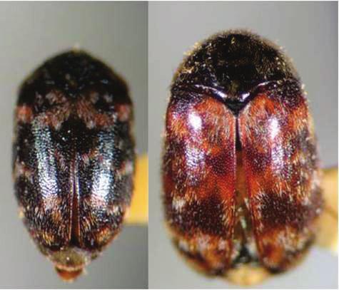 of the adult; (B) male; (C) female; (D) larva.