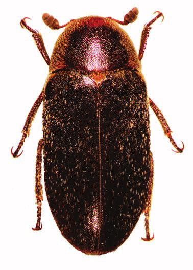 Adults of Dermestes species: (A) D. lardarius; (B) D. maculates. Scale bar = 2 mm.