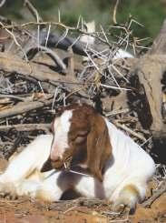 4.1 Because the Boer Goat is not seasonally bound, the kidding season can be selected to fit in with the period when food is most plentiful; or, under intensive conditions, kidding can occur every
