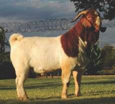 ideal Boer Goat