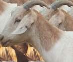 Flat forehead: A goat with a flat forehead usually has a bulge on the forehead and upright horns.