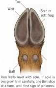 But overgrown and untended hooves tend to turn inward and curl over the sole of the hoof, providing an incubation site for the bacteria which cause diseases such as hoof rot, which occurs on the sole