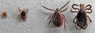 Bioscience Horizons Volume 4 Number 2 June 2011 Research article of many tick-borne diseases; 10,11 as a result, ticks are of paramount importance globally, due to the implications on both human and
