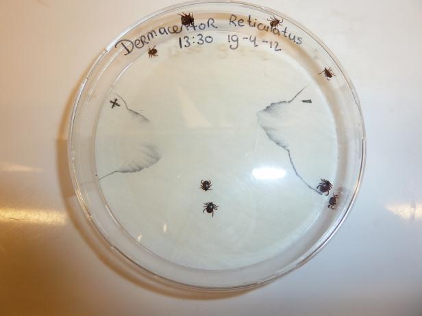 Attraction of these odors to ticks is tested by placing 10 ticks into a Petri dish containing