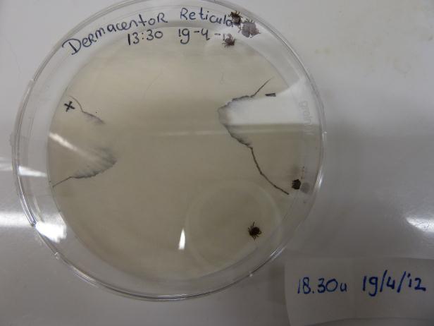 Odor test 1 A B Figure 4: Situation directly after placing the ticks in the Petri dish for