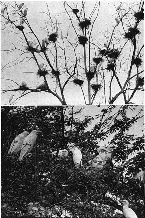 266 THE CONDOR \.ol. 61 Fig 1. Nesting colony of Cattle Egrets about 50 miles north oi Cali. Colombia, April, 1958.