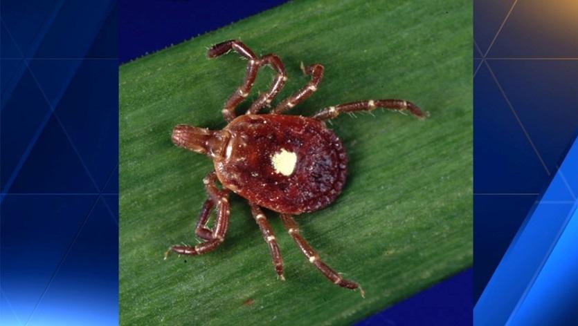 Ticks of NY: 8 ~30 species of ticks are found in New York State.