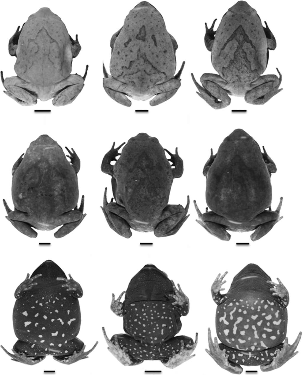Redescription and variation of Hyophryne histrio Carvalho, 1954 471 Figure 3. Variation of the dorsal and ventral pattern of Hyophryne histrio.