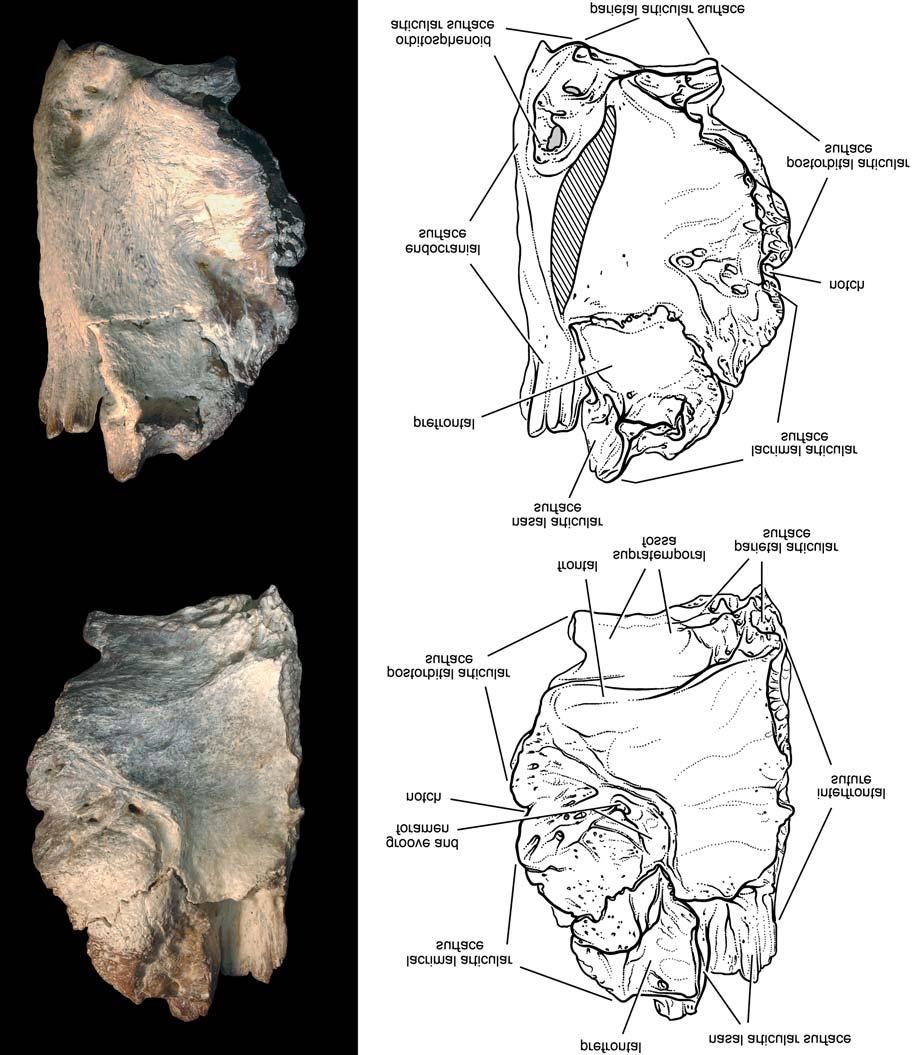 SERENO AND BRUSATTE EARLY CRETACEOUS THEROPODS FROM NIGER 31 50 mm Fig. 14. Carcharodontosaurid theropod Eocarcharia dinops gen. et sp. nov.