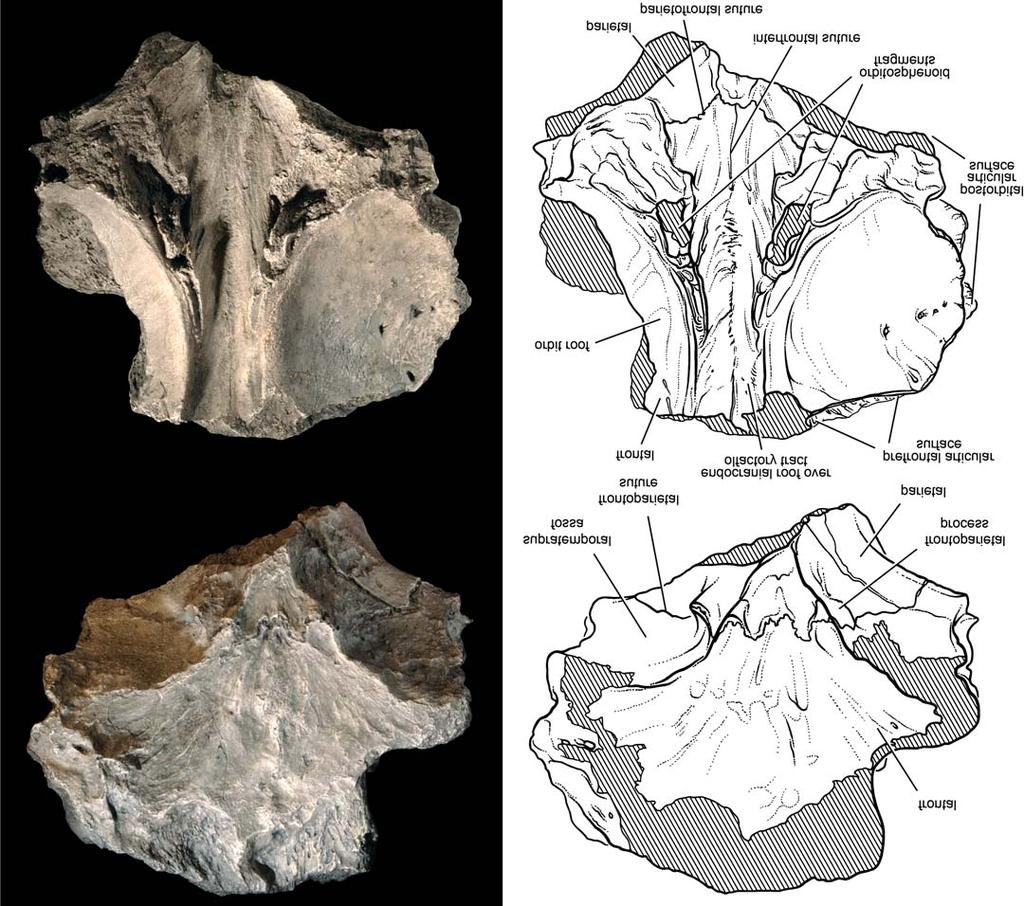 SERENO AND BRUSATTE EARLY CRETACEOUS THEROPODS FROM NIGER 33 50 mm Fig. 16. Carcharodontosaurid theropod Eocarcharia dinops gen. et sp. nov.