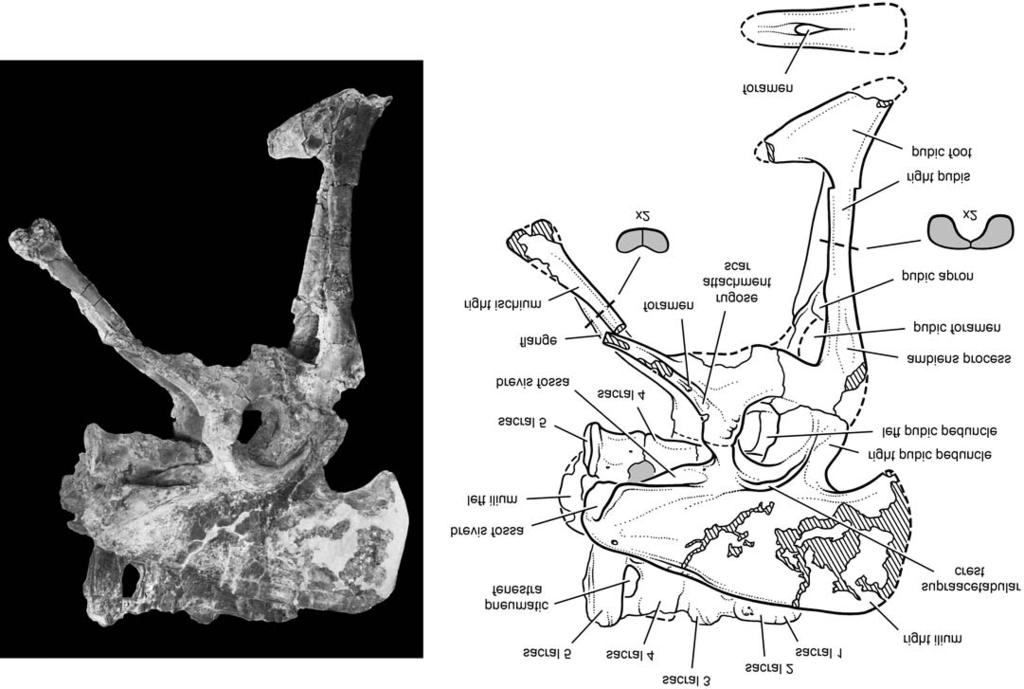 22 ACTA PALAEONTOLOGICA POLONICA 53 (1), 2008 100 mm Fig. 7. Abelisaurid theropod Kryptops palaios gen. et sp. nov. MNN GAD1 2 from the Lower Cretaceous Elrhaz Formation of Niger.