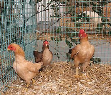 The combination of chickens and their eggs is unique, so you can see that poultry and their eggs are