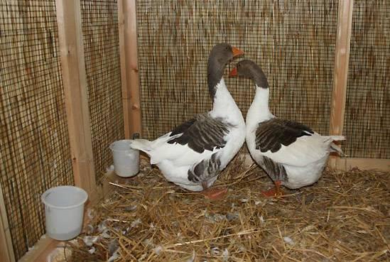 Below: Flanders geese and their eggs.