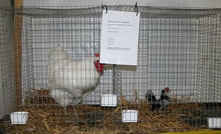 A Jersey Giant rooster and a Serama pullet, caged side by side, clearly showed the big difference in their size.