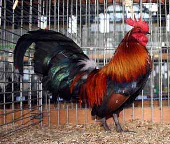 (Photo left; pity this pullet would not pose for the camera) Best of L.F. Foreign Breed Male: Sumatra by Karel van Loy.