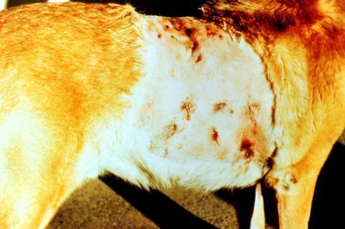 Cutaneous-subcutaneous form: (cats, horses as well) Ulceration or granulomatous swelling with draining fistulous tracts