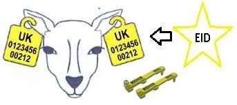 Replacements - Homebred Sheep Breeding Sheep Remove any remaining tags and apply 2 new matching yellow tags Slaughter