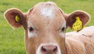 Cattle Tagging Eartags should be applied one in each ear and bear the same unique identification code 'Replacement eartags' should bear the same number if cattle were born