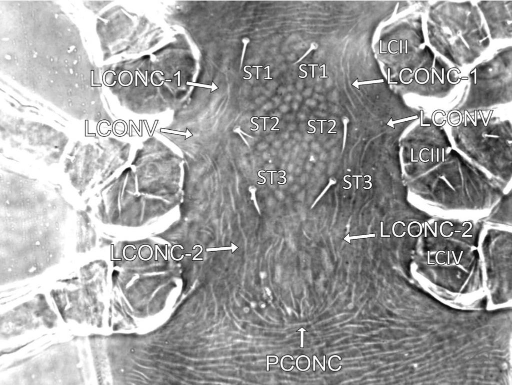 Acarologia 52(1): 59 86 (2012) FIGURE 27: Prasadiseius cocytes (deutonymph) Ventral view showing, in part, posterior three pairs of right legs, left coxae II-IV (LCII-LCIV, anterior first pair not