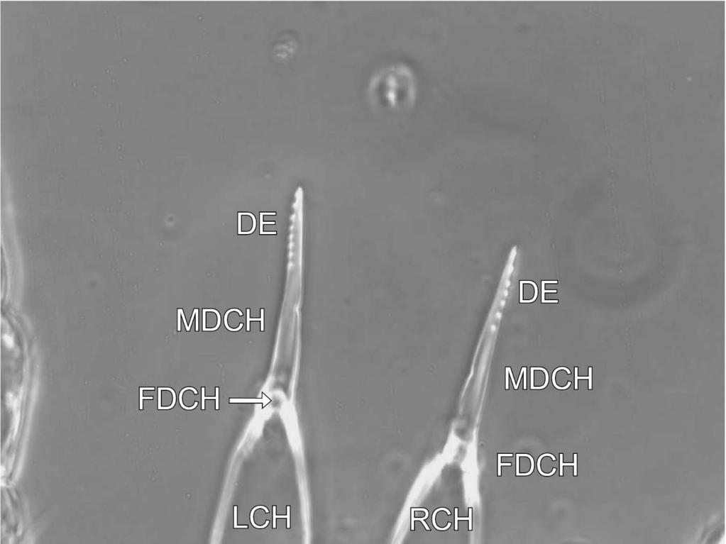 Acarologia 52(1): 59 86 (2012) FIGURE 31: Prasadiseius cocytes (deutonymph) Part of dorsal gnathosomal structures showing left chelicera (LCH), right chelicera (RCH),