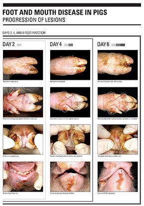 Livestock with Suspicious Clinical Signs If livestock with clinical signs consistent with FMD are identified, please contact: A local