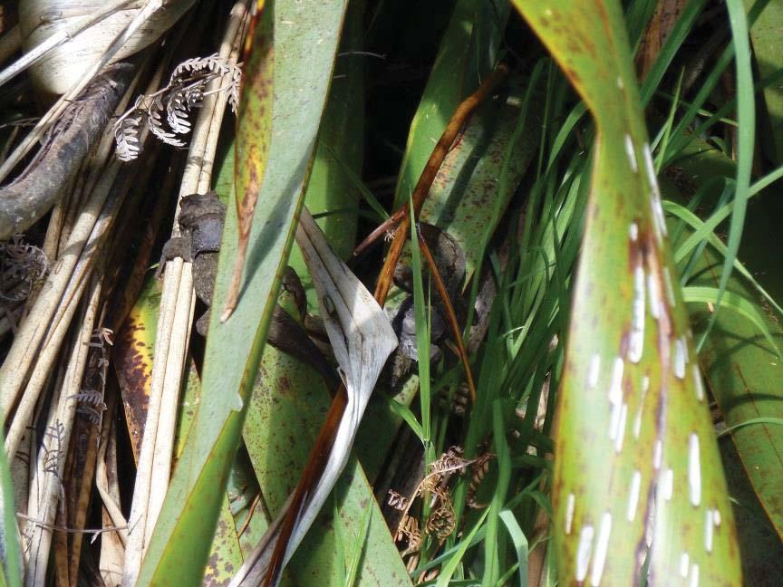duvaucelii encountered sheltering together in the same flax (Phormium tenax) on Tiritiri Matangi Island in October