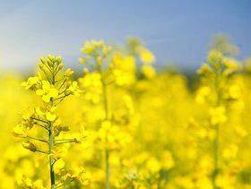 Canola Beats Soybean as Protein Source for Dairy Cattle 25 February 2016 US 2 USDA Agricultural Research Service (ARS) scientists in Wisconsin are helping dairy farmers weigh the merits of protein