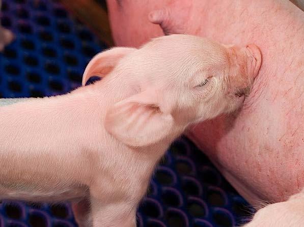 Feeding Management In Lactating Sows Regardless of the feeding system in place, the goal is to maximize daily feed intake as soon as possible after farrowing.