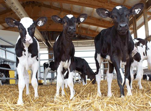 Calf Connection: Weaning calves By Dr. Sam Leadley dairybusiness.com» Calf Connection: Weaning calves Is there an ideal time to wean calves off of milk on to a solid-feed ration? Yes!